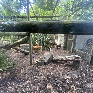 Fishing cat enclosure 060625