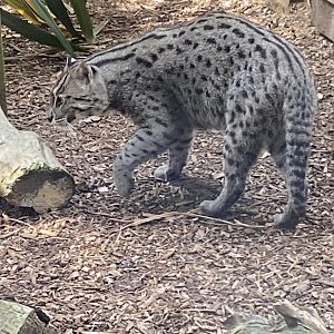 Fishing cat 060625