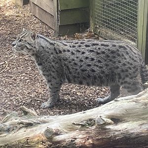 Fishing cat 060625
