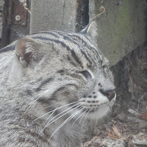 Fishing cat 060625