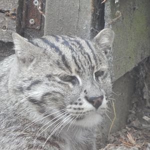 Fishing cat 060625