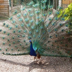 Free roaming Indian peafowl 060625