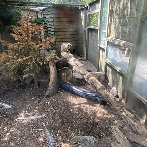 Meerkat enclosure 060625