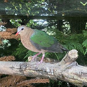 Grey-capped emerald dove 060625