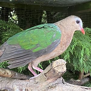 Grey-capped emerald dove 060625