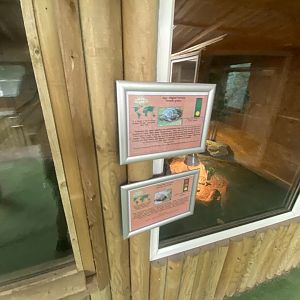 Education Station - mixed Tortoise exhibit 060625