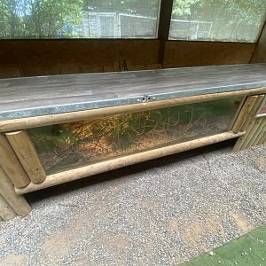 Education Station - Eurasian harvest mouse exhibit 060625