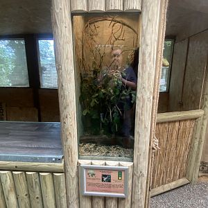 Education Station - Pink-winged stick insect exhibit 060625