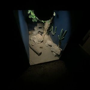 Education Station - Nocturnal area - Greater jerboa exhibit 060625