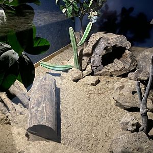 Education Station - Nocturnal area - Fennec fox exhibit 060625