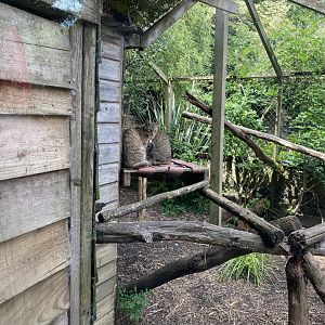 Scottish wildcat enclosure 060625