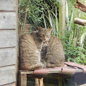 Scottish wildcats 060625