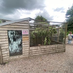 Common myna aviary 060625