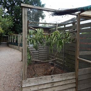 Common myna aviary 060625