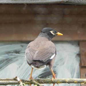 Common myna 060625