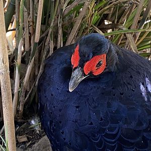 Mikado pheasant 060625