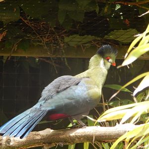 White-cheeked turaco (leucotis) 060625