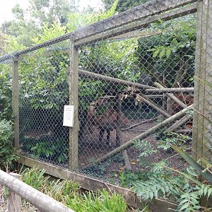 Northern lynx enclosure 060625