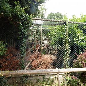 Northern lynx enclosure 060625