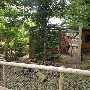 Tayra enclosure 060625