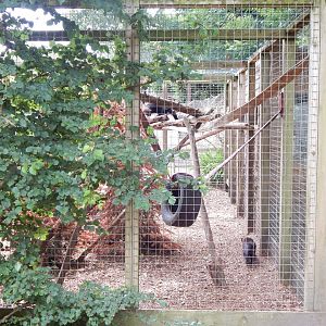 Tayra enclosure 060625