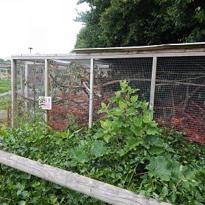 North American red squirrel enclosure 060625