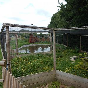 Grey-headed swamphen aviary /Mixed aviary 060625
