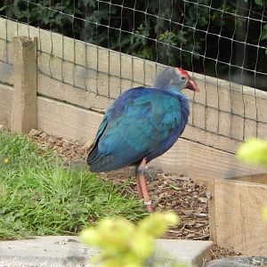 Grey-headed swamphen 060625