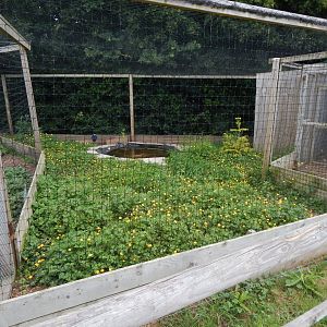 Grey-headed swamphen aviary 060625