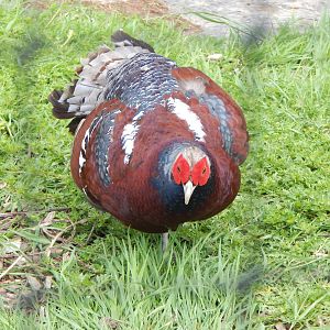 Elliot's pheasant 060625