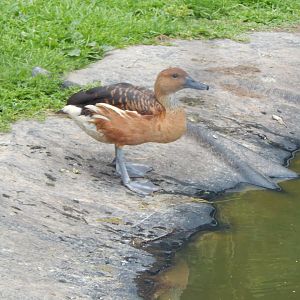 Fulvous whistling duck 060625