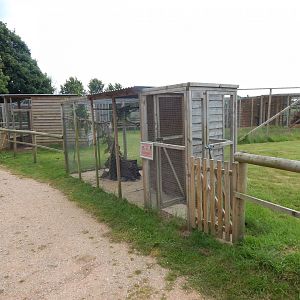 Burrowing owl aviary 060625