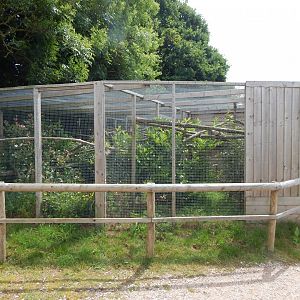 Sri Lankan rusty-spotted cat enclosure 060625