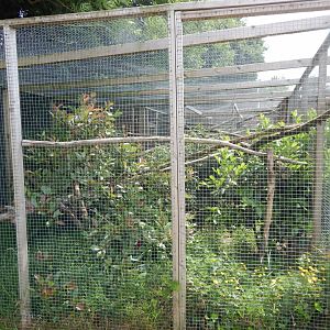 Sri Lankan rusty-spotted cat enclosure 060625