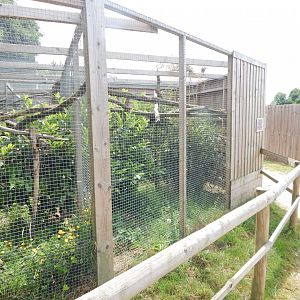 Sri Lankan rusty-spotted cat enclosure 060625