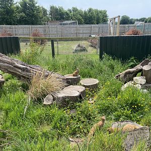Yellow mongoose enclosure 060625