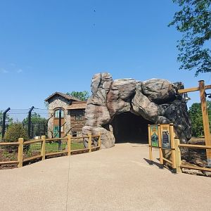 North America Trek Construction: Indoor Bear Viewing (Early June 2025)