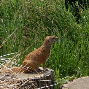 Yellow mongoose 060625