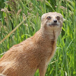 Yellow mongoose 060625