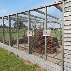 Black-cheeked lovebird/Black francolin aviary 060625