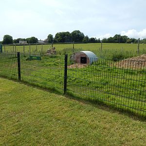 Patagonian mara enclosure 060625