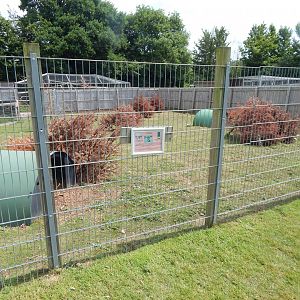 Parma wallaby enclosure 060625