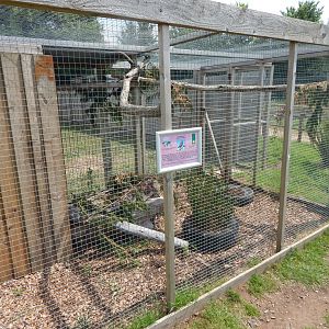 Burrowing owl aviary 060625