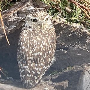 Burrowing owl 060625