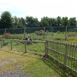 Maned wolf enclosure 060625