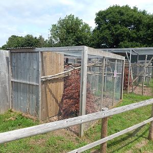 Northern white-faced owl aviary 060625