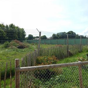 Maned wolf enclosure 060625
