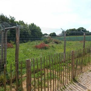 Maned wolf enclosure 060625