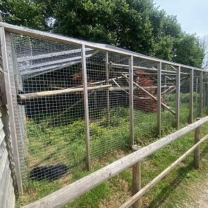 Binturong enclosure 060625