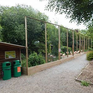 Chilean flamingo enclosure 060625